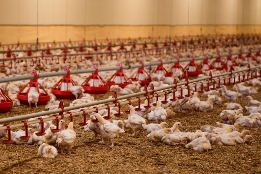 free poultry farm management software