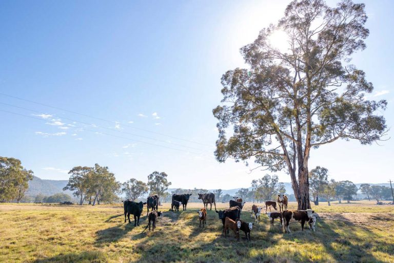 agistment vs leasing farm table