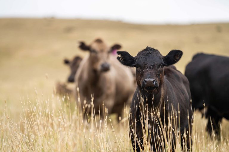 cattle paddock farm table
