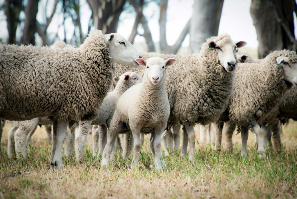 Agrivoltaics Handbook 7 sheep lamb farm table