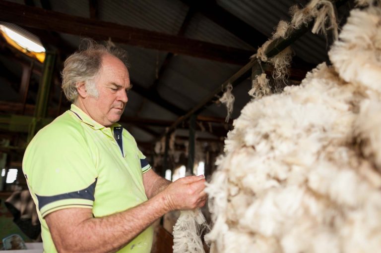 sheep shed shearing wool farm table