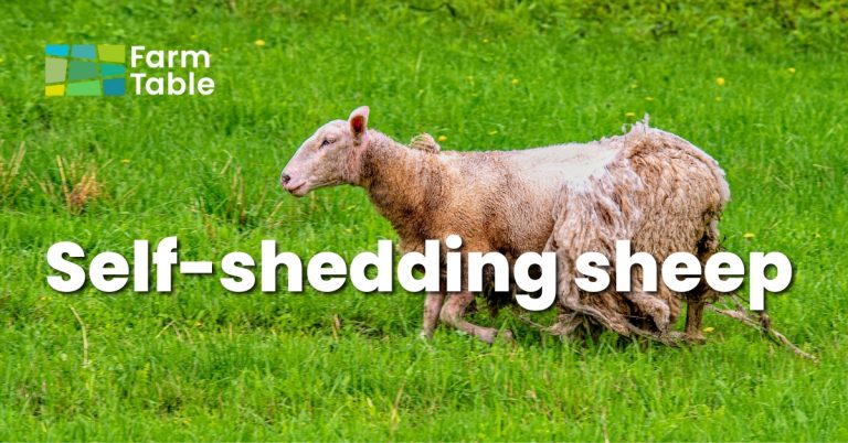 Self shedding sheep