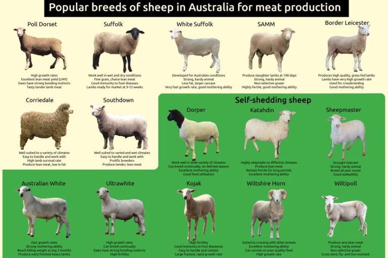 self shedding sheep farm table