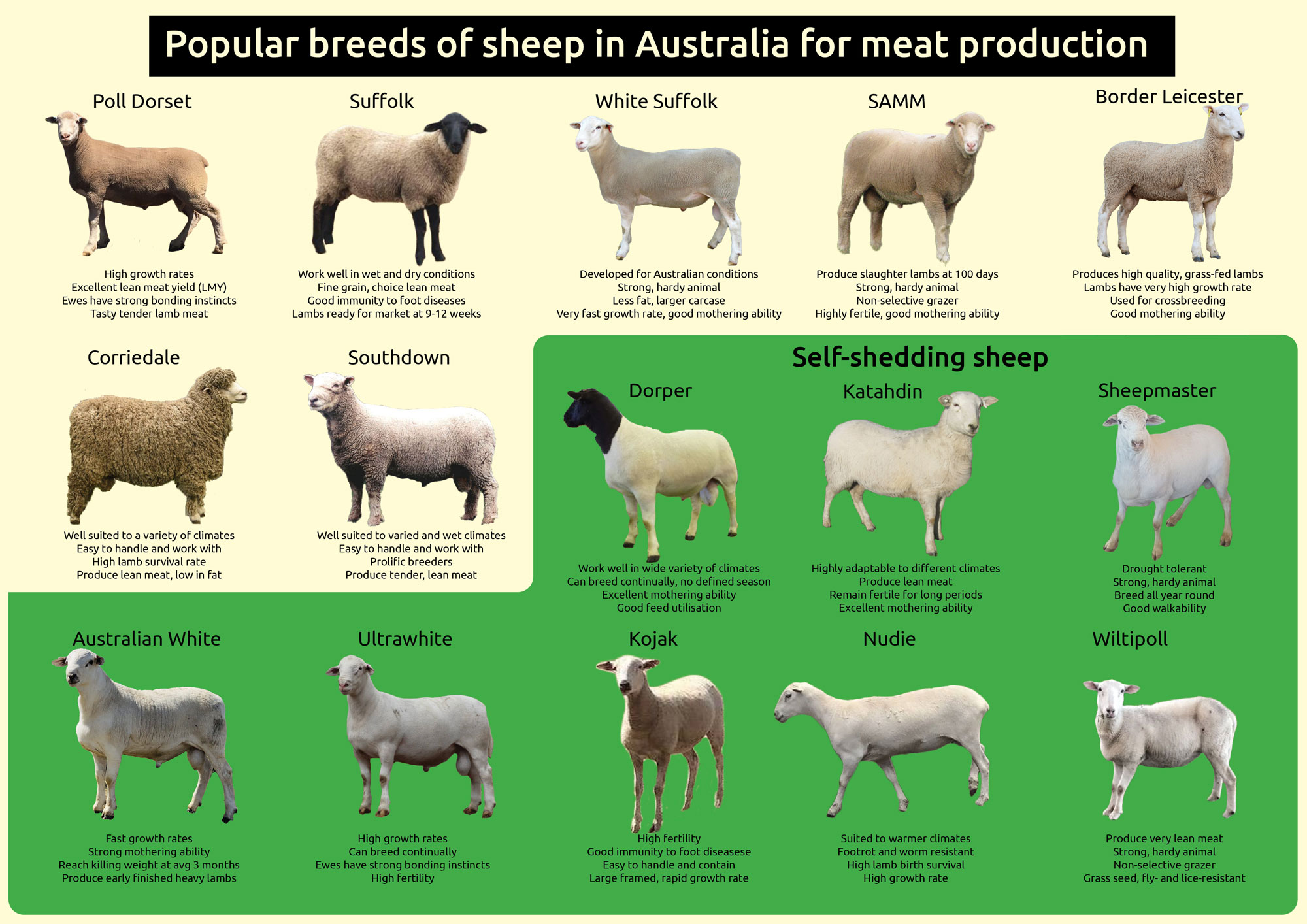 Australian Sheep Breeds For Meat Production Farm Table
