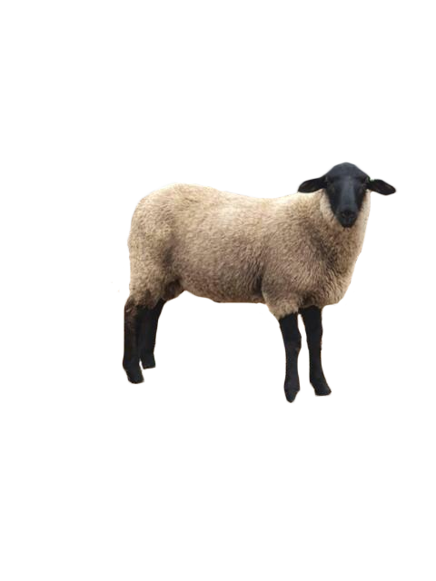 Best Sheep Breeds of Australia 6 suffolk