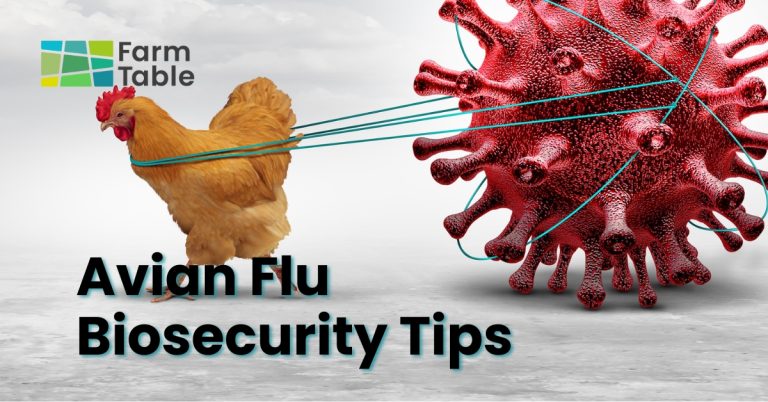 Avian Flu Farm Table