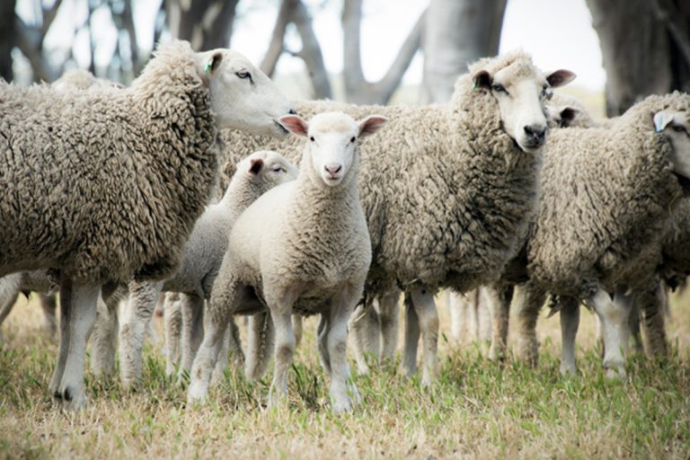 best sheep breeds farm table