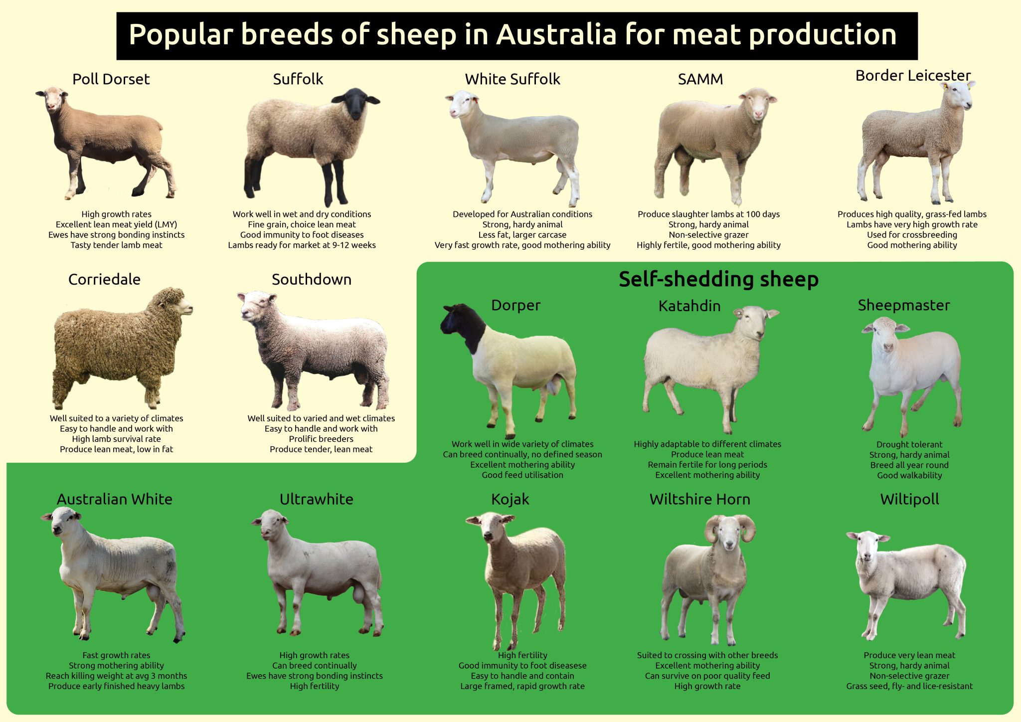 Self Shedding Sheep Breeds Farm Table