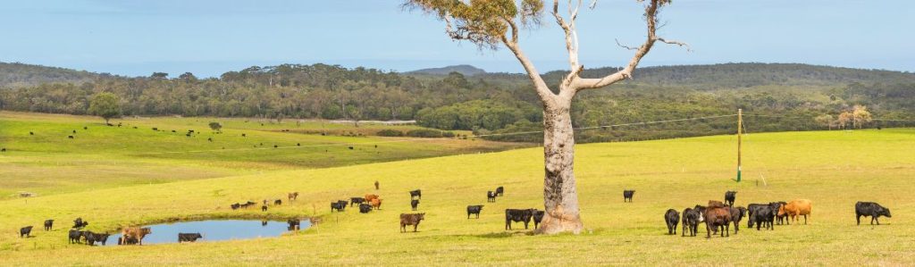 Sustainable agriculture practices in Australia 8 Grazing cattle Ag News Farm Table