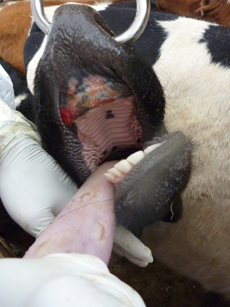 How to manage foot and mouth disease (FMD) 6 foot and mouth disease 1