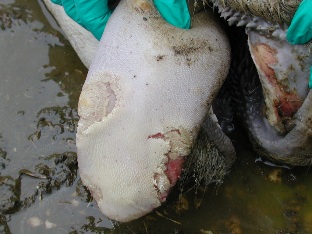 How to manage foot and mouth disease (FMD) 5 foot and mouth disease 2
