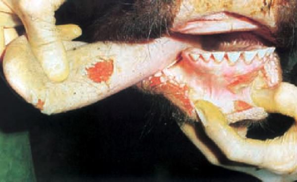 How to manage foot and mouth disease (FMD) 7 foot and mouth disease