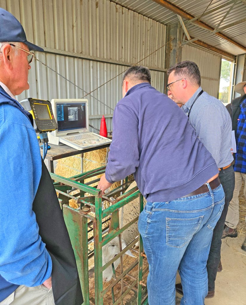 Sheep Breeders Gather in Benalla for National Education Event 7 men meeting sheep breeders