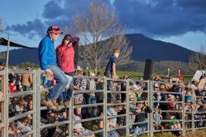 mountain cattlemans
