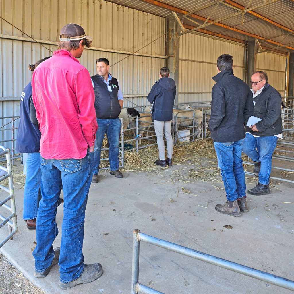 Sheep Breeders Gather in Benalla for National Education Event 8 shed talk sheep breeders