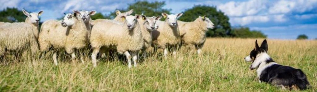 sheep dog Ag News Farm Table