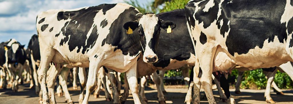 Fresian cows