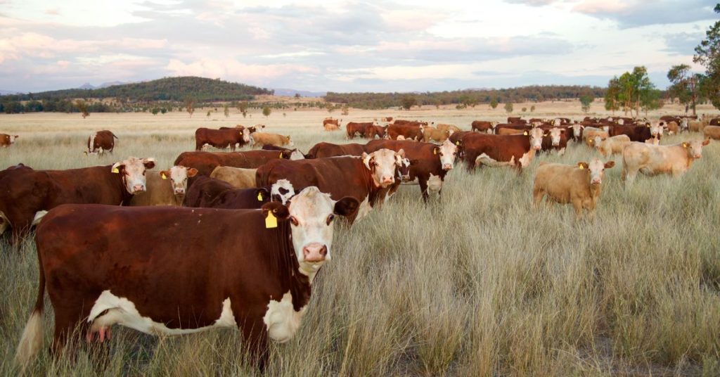 mRNA Vaccine featured image Farm Table