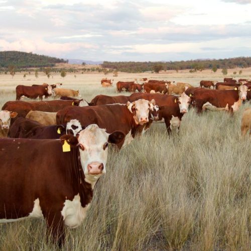 Ag Library 2 Australian Scientists Develop Revolutionary mRNA Vaccine to Protect Cattle from Foot and Mouth Disease