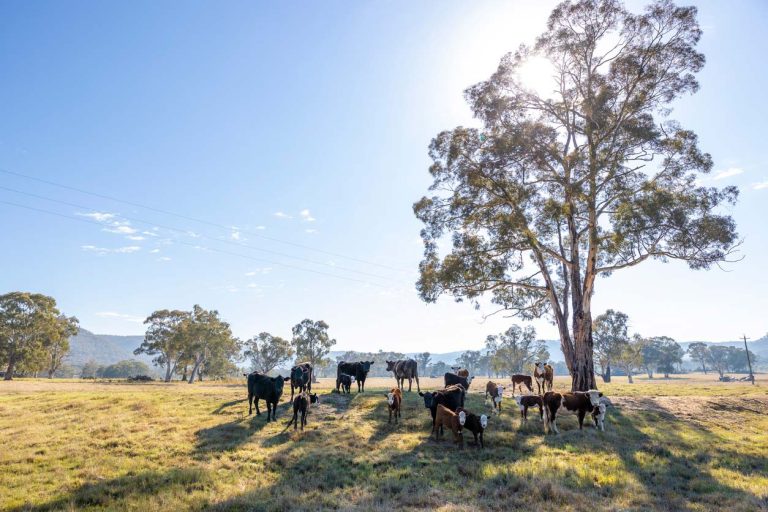 cattle sunshine landscape farm table