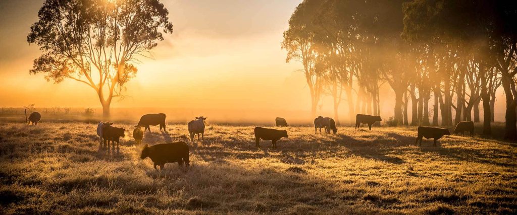 energreen nutrition cattle hero