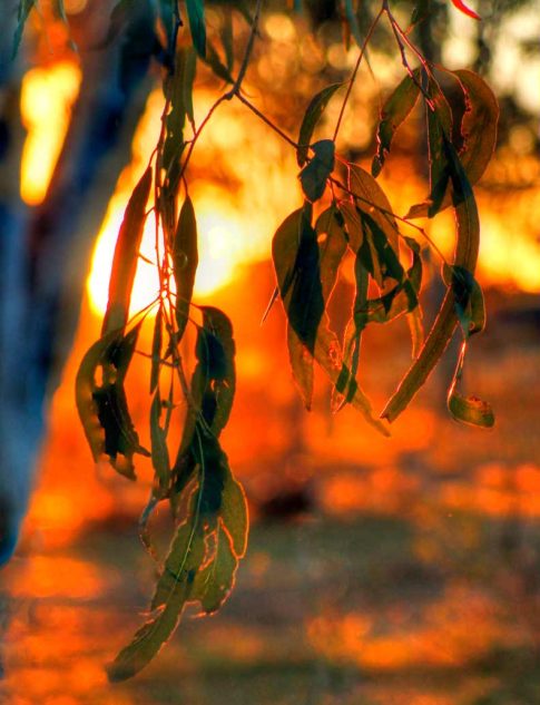 sustainability-leaves-Farm-Table sustainability leaves Farm Table